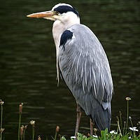 Buy canvas prints of Grey Heron by Chris Day
