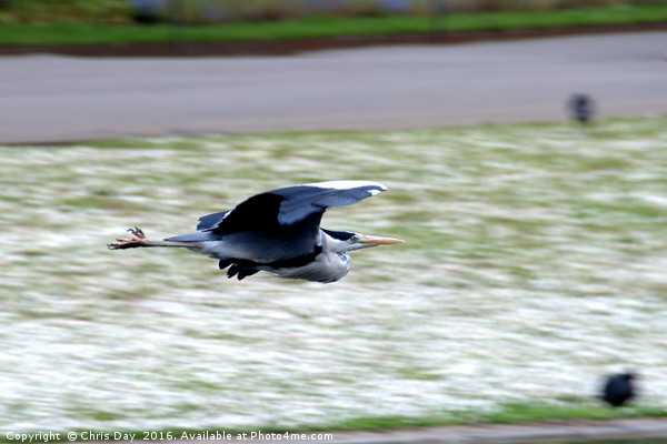 Heron in Flight Picture Board by Chris Day