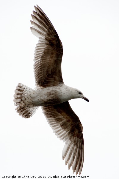 Common Gull in Flight. Picture Board by Chris Day