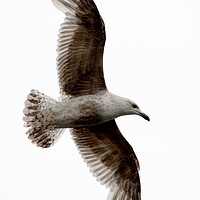 Buy canvas prints of Common Gull in Flight. by Chris Day
