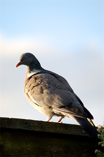 Common Wood Pigeon Picture Board by Chris Day
