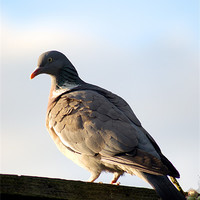Buy canvas prints of Common Wood Pigeon by Chris Day