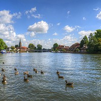 Buy canvas prints of Marlow by Chris Day