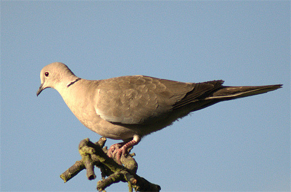 Collared dove Picture Board by Chris Day