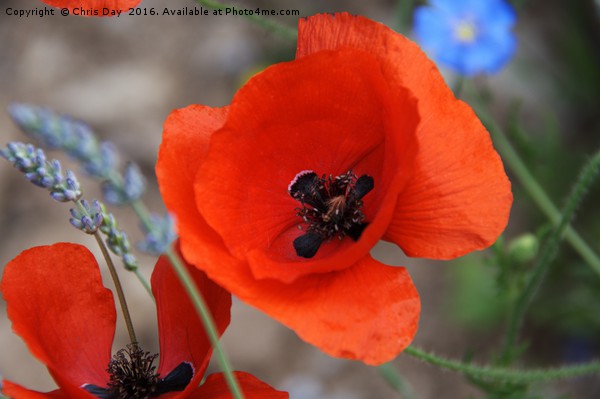 Red Poppy Picture Board by Chris Day