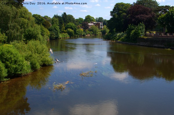 River Wye From the old bridge Hereford Picture Board by Chris Day