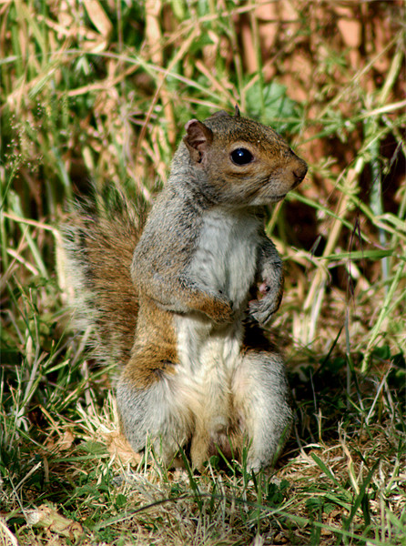 Grey Squirrel Picture Board by Chris Day