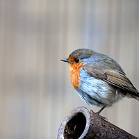 Buy canvas prints of Robin by Chris Day