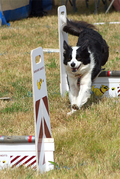 Collie dog in a flyball competition Picture Board by Chris Day