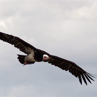 Buy canvas prints of Hooded Vulture in flight by Chris Day