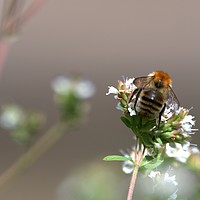 Buy canvas prints of Common Bee by Chris Day