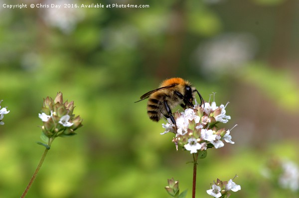 Common Bee Picture Board by Chris Day