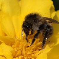 Buy canvas prints of Common Bee by Chris Day