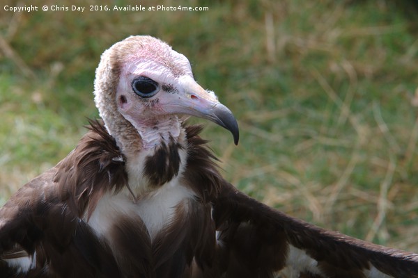 African Hooded Vulture Picture Board by Chris Day