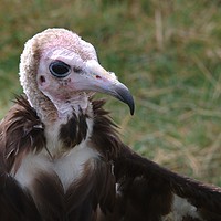 Buy canvas prints of African Hooded Vulture by Chris Day