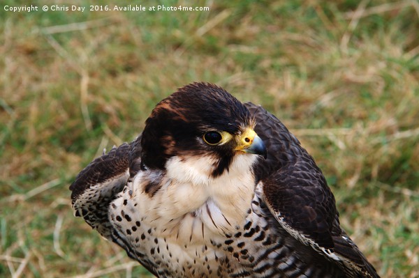 Peregrine Falcon Picture Board by Chris Day