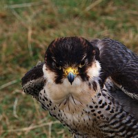 Buy canvas prints of Peregrine Falcon by Chris Day