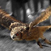 Buy canvas prints of Eagle Owl by Chris Day
