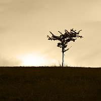 Buy canvas prints of Lone Tree by Chris Day
