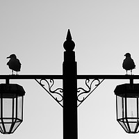 Buy canvas prints of Gull Silhouette by Chris Day