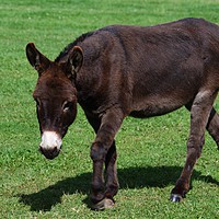 Buy canvas prints of Donkey by Chris Day