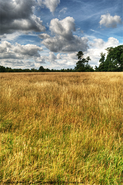 Field of Grass on West Wycombe Hill Picture Board by Chris Day