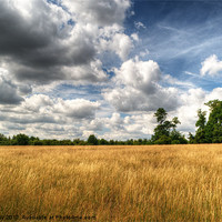 Buy canvas prints of Field of Grass on West Wycombe Hill by Chris Day