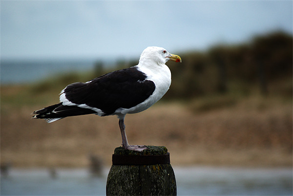 Great black backed gull (larus marinus) Picture Board by Chris Day