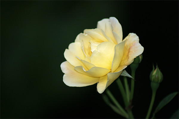 Pale Yellow Rose Picture Board by Chris Day
