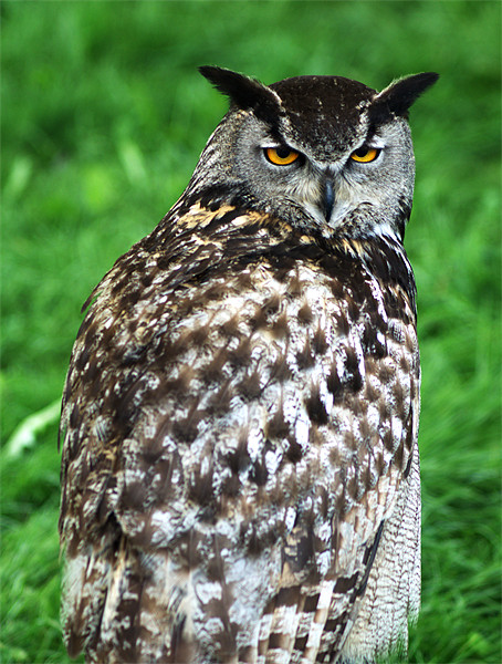 Eagle Owl 2 Picture Board by Chris Day