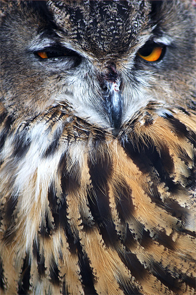 Eagle Owl Picture Board by Chris Day