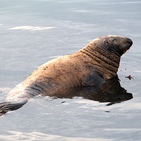 Buy canvas prints of Common Seal  by Chris Day