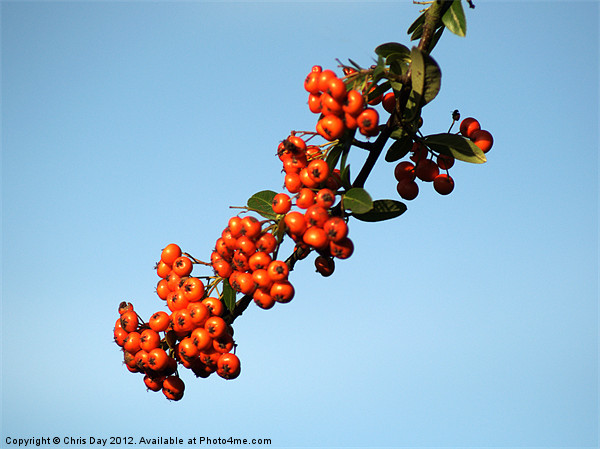 Pyracantha Berries Picture Board by Chris Day