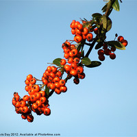 Buy canvas prints of Pyracantha Berries by Chris Day