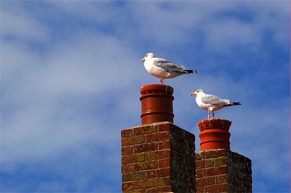 Yellow legged gulls Picture Board by Chris Day