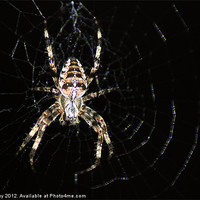 Buy canvas prints of Golden Cross Orb Web Spider 2 by Chris Day
