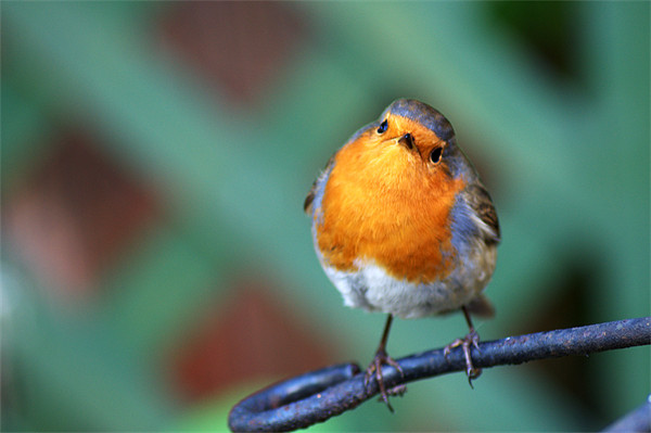 Cheeky Robin Picture Board by Chris Day