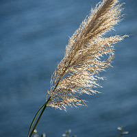 Buy canvas prints of Grass seed head by Chris Day