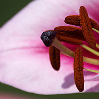 Buy canvas prints of Blueberry Crush Lily by Chris Day