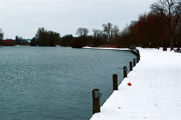 Marlow in the Snow Picture Board by Chris Day