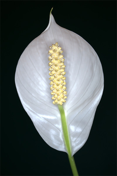 Peace Lily (Spathiphyllum) in flower. Picture Board by Chris Day
