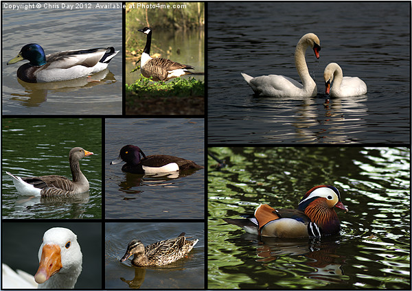 Wildfowl Collage Picture Board by Chris Day