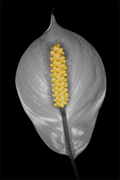 Peace Lily Isolation Picture Board by Chris Day