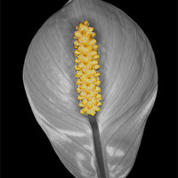 Buy canvas prints of Peace Lily Isolation by Chris Day