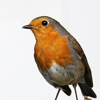 Buy canvas prints of Robin by Chris Day