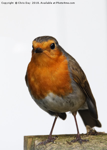 Robin Picture Board by Chris Day