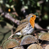 Buy canvas prints of A robin by Chris Day