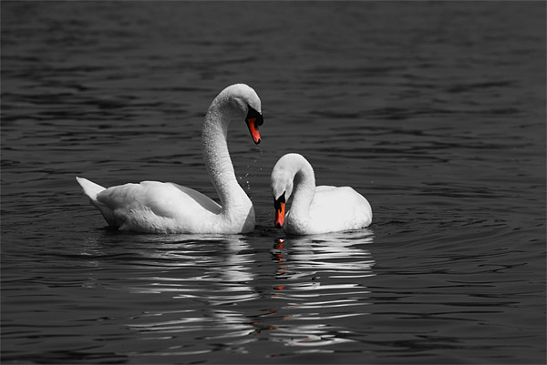 Swans swimming Isolation Picture Board by Chris Day