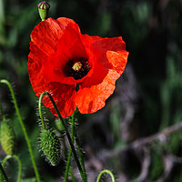 Buy canvas prints of Poppy story by Chris Day