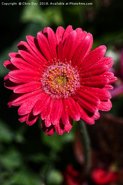 Pink Gerbera  Picture Board by Chris Day